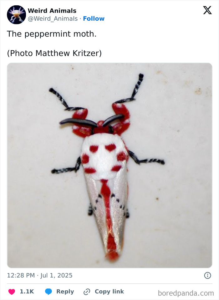 Wait Till You See These Crazy Creatures You've Never Heard Of!