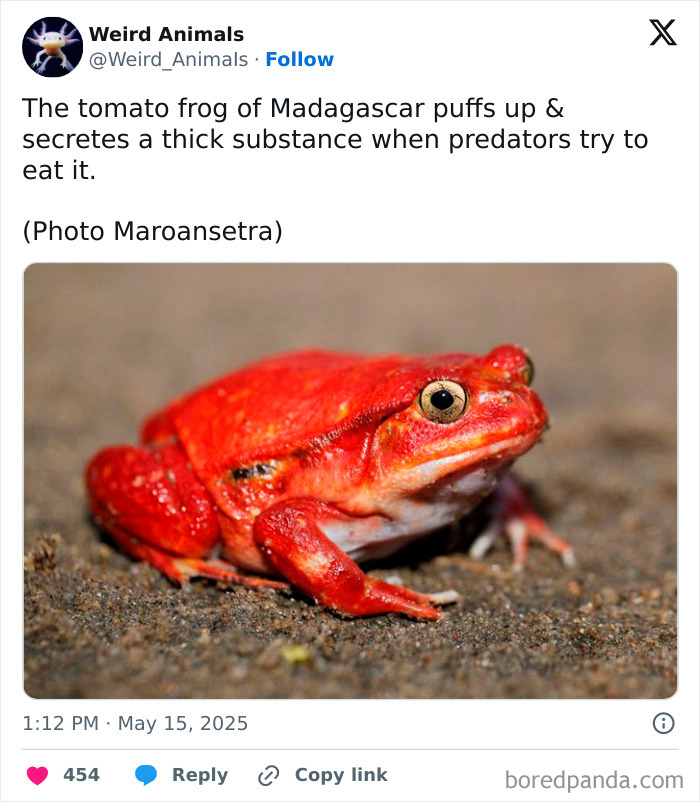 Wait Till You See These Crazy Creatures You've Never Heard Of!