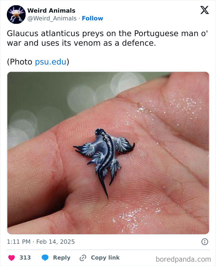 Wait Till You See These Crazy Creatures You've Never Heard Of!