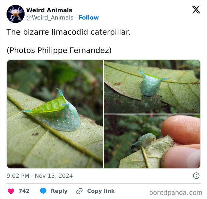 Wait Till You See These Crazy Creatures You've Never Heard Of!