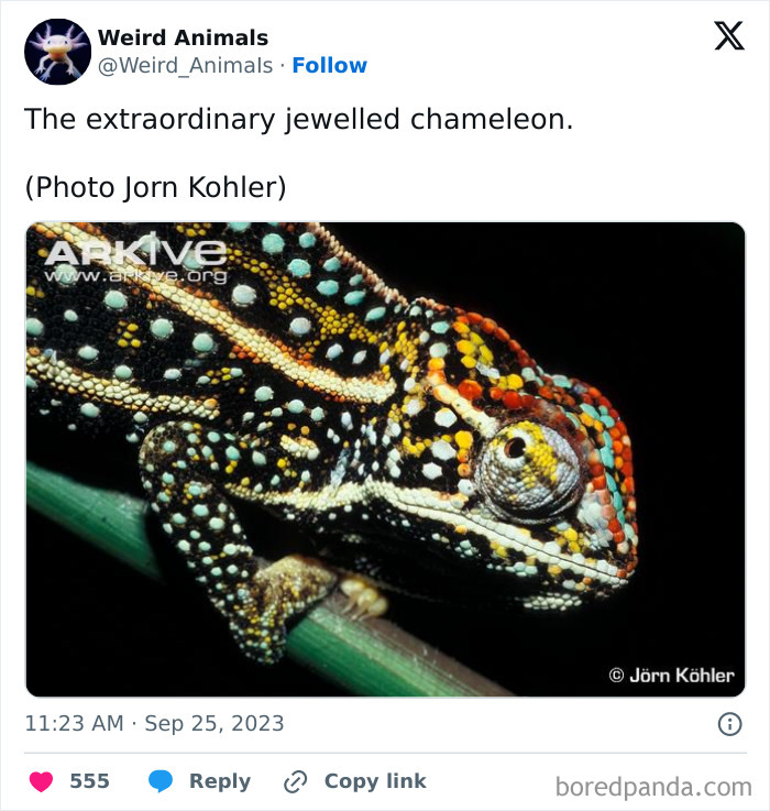 Wait Till You See These Crazy Creatures You've Never Heard Of!
