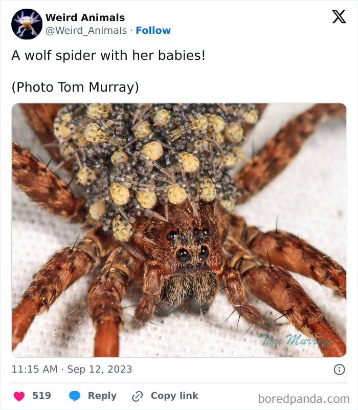 Wait Till You See These Crazy Creatures You've Never Heard Of!