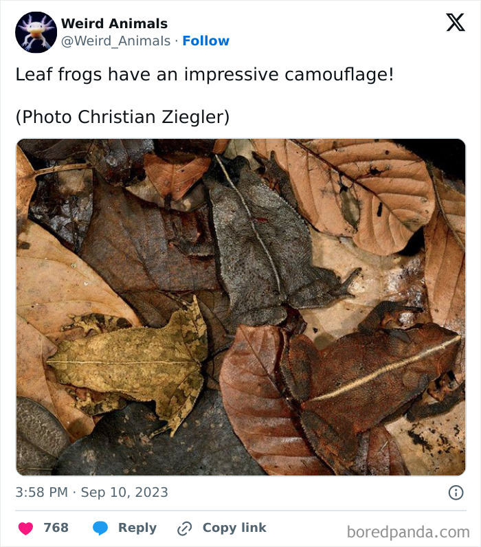 Wait Till You See These Crazy Creatures You've Never Heard Of!