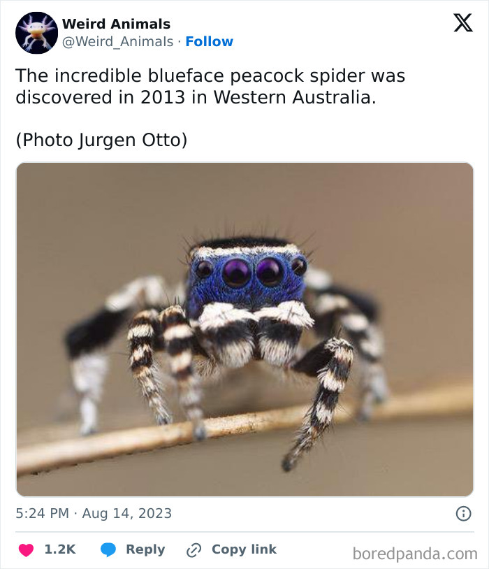 Wait Till You See These Crazy Creatures You've Never Heard Of!