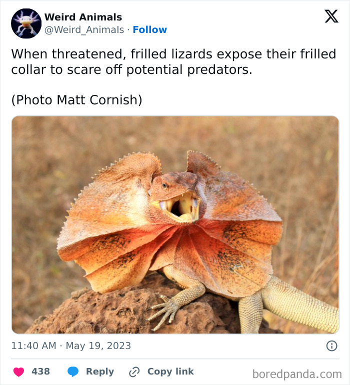Wait Till You See These Crazy Creatures You've Never Heard Of!