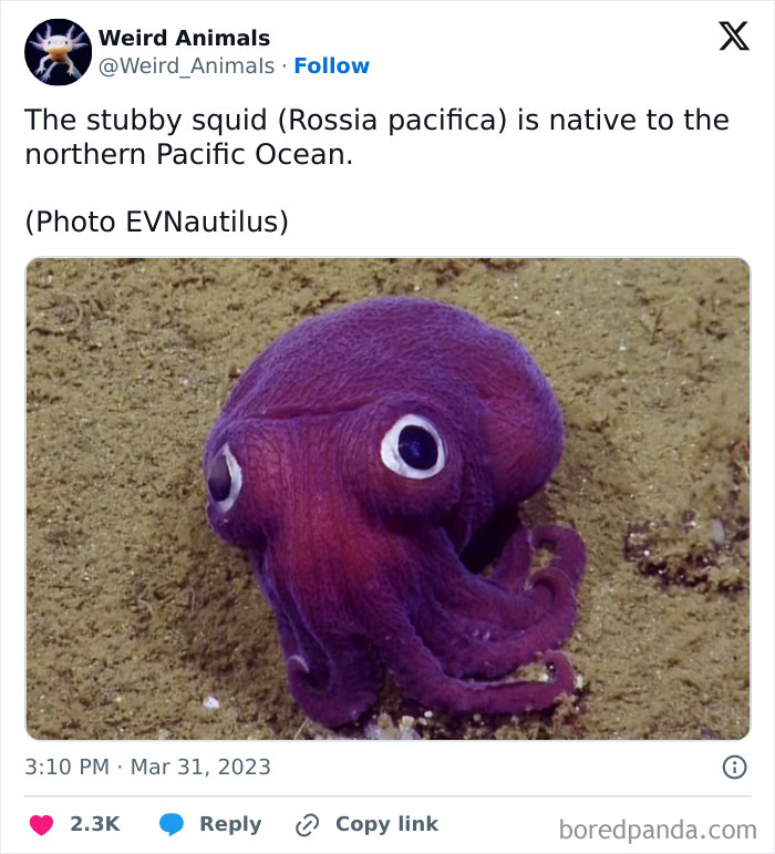 Wait Till You See These Crazy Creatures You've Never Heard Of!