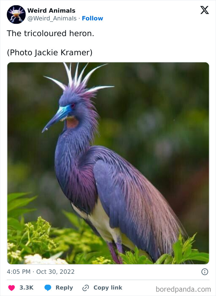 Wait Till You See These Crazy Creatures You've Never Heard Of!