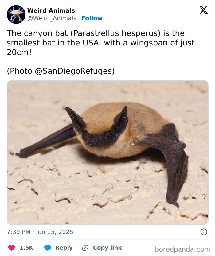 Wait Till You See These Crazy Creatures You've Never Heard Of!