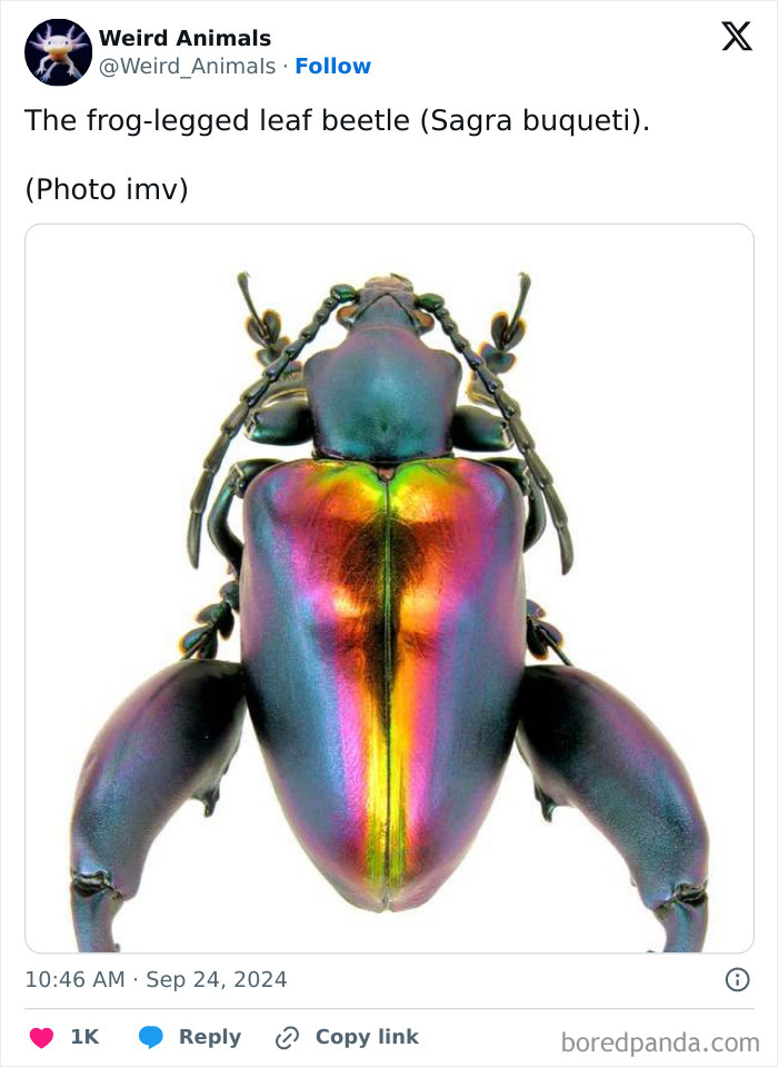 Wait Till You See These Crazy Creatures You've Never Heard Of!