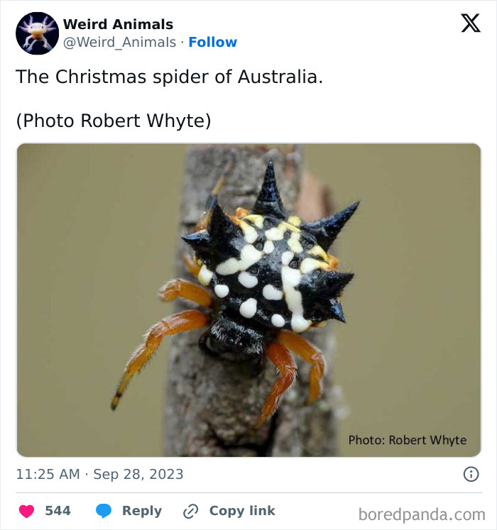 Wait Till You See These Crazy Creatures You've Never Heard Of!