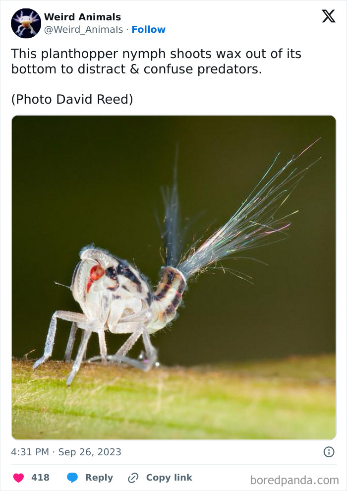 Wait Till You See These Crazy Creatures You've Never Heard Of!