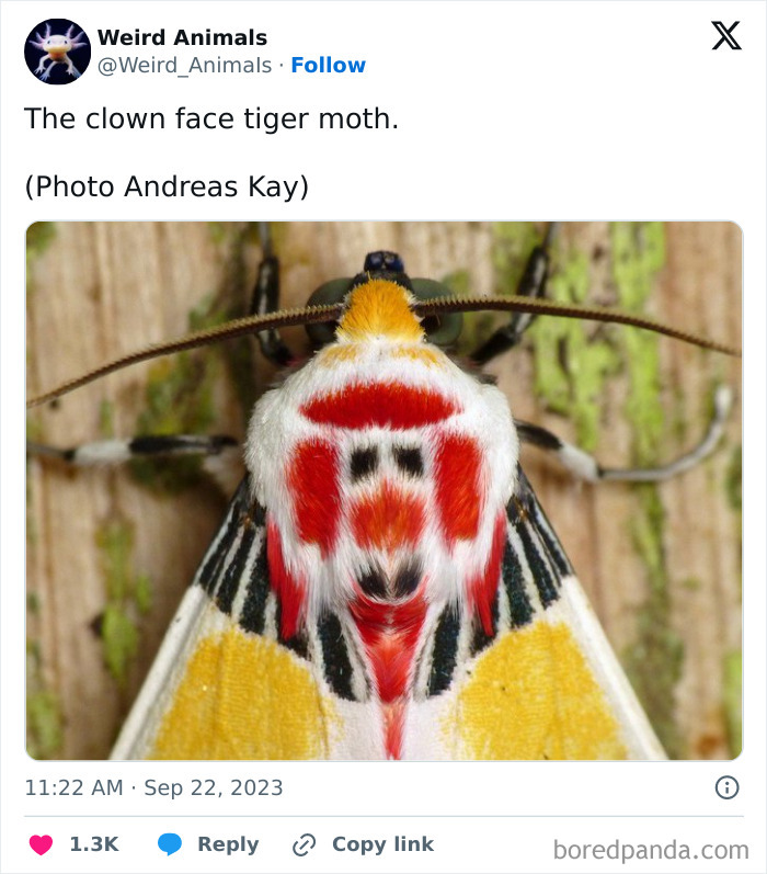 Wait Till You See These Crazy Creatures You've Never Heard Of!