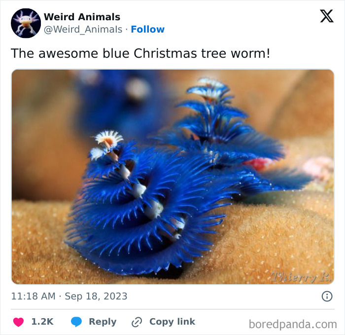 Wait Till You See These Crazy Creatures You've Never Heard Of!