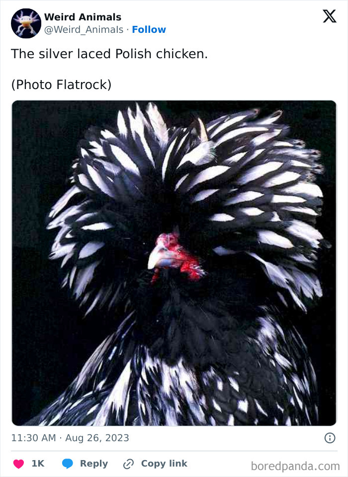 Wait Till You See These Crazy Creatures You've Never Heard Of!