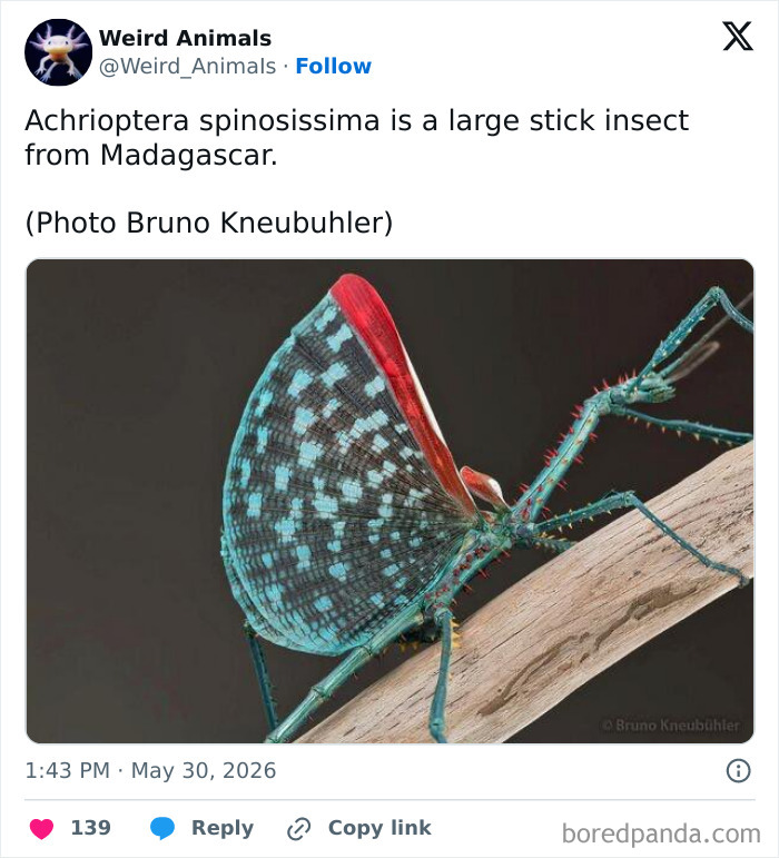 Wait Till You See These Crazy Creatures You've Never Heard Of!
