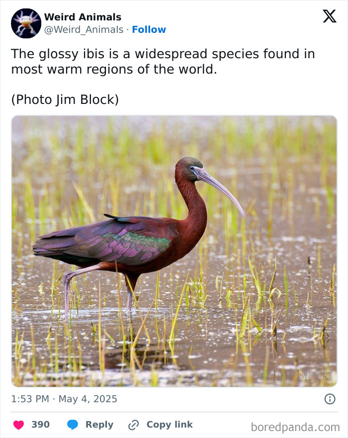 Wait Till You See These Crazy Creatures You've Never Heard Of!