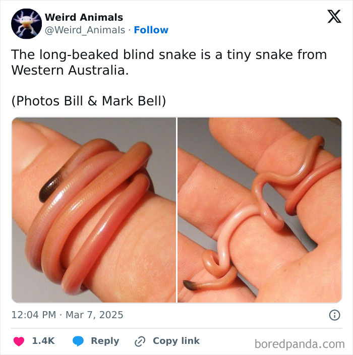 Wait Till You See These Crazy Creatures You've Never Heard Of!