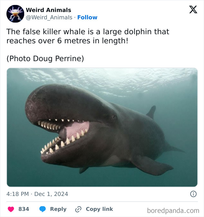 Wait Till You See These Crazy Creatures You've Never Heard Of!