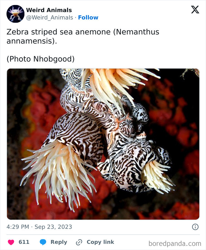 Wait Till You See These Crazy Creatures You've Never Heard Of!