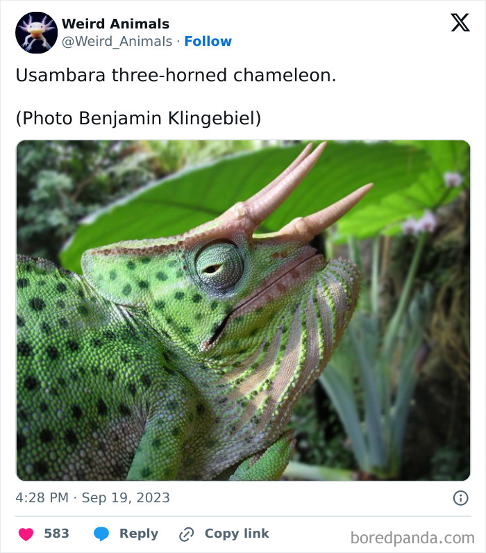 Wait Till You See These Crazy Creatures You've Never Heard Of!