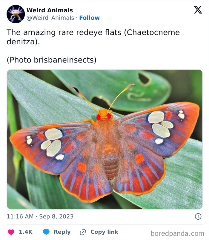 Wait Till You See These Crazy Creatures You've Never Heard Of!
