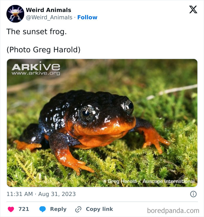 Wait Till You See These Crazy Creatures You've Never Heard Of!