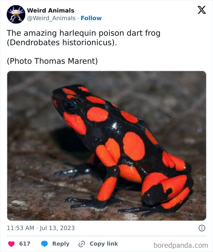 Wait Till You See These Crazy Creatures You've Never Heard Of!