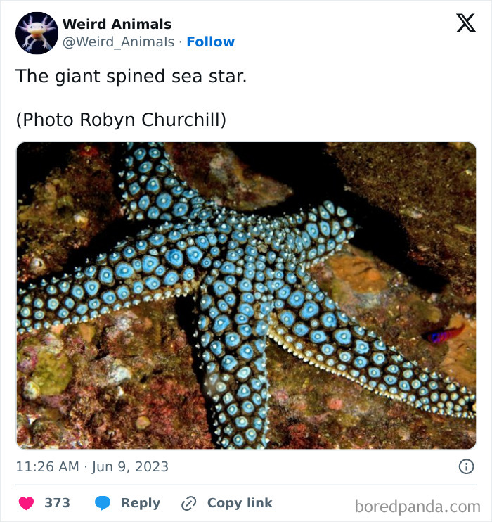Wait Till You See These Crazy Creatures You've Never Heard Of!