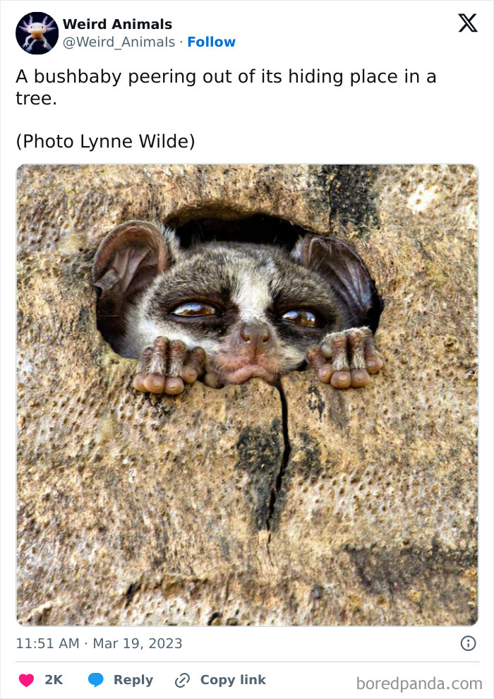 Wait Till You See These Crazy Creatures You've Never Heard Of!