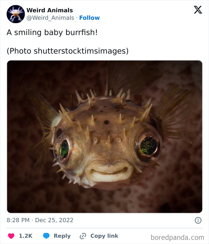 Wait Till You See These Crazy Creatures You've Never Heard Of!