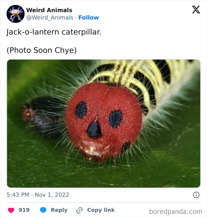 Wait Till You See These Crazy Creatures You've Never Heard Of!