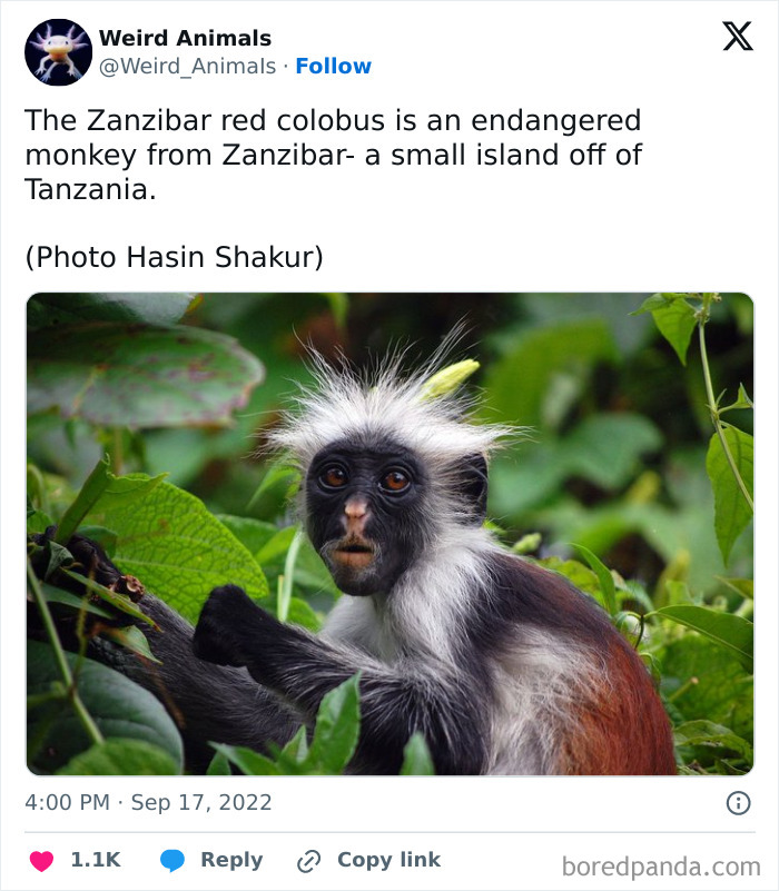 Wait Till You See These Crazy Creatures You've Never Heard Of!