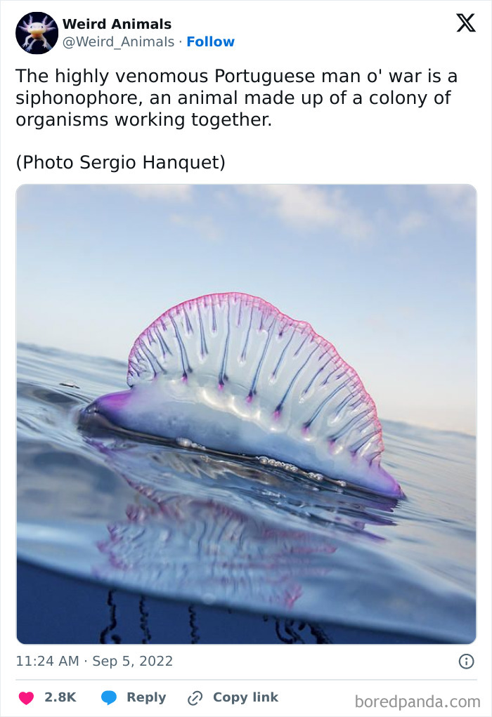 Wait Till You See These Crazy Creatures You've Never Heard Of!
