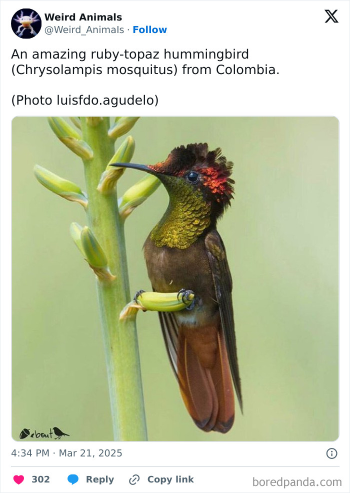 Wait Till You See These Crazy Creatures You've Never Heard Of!