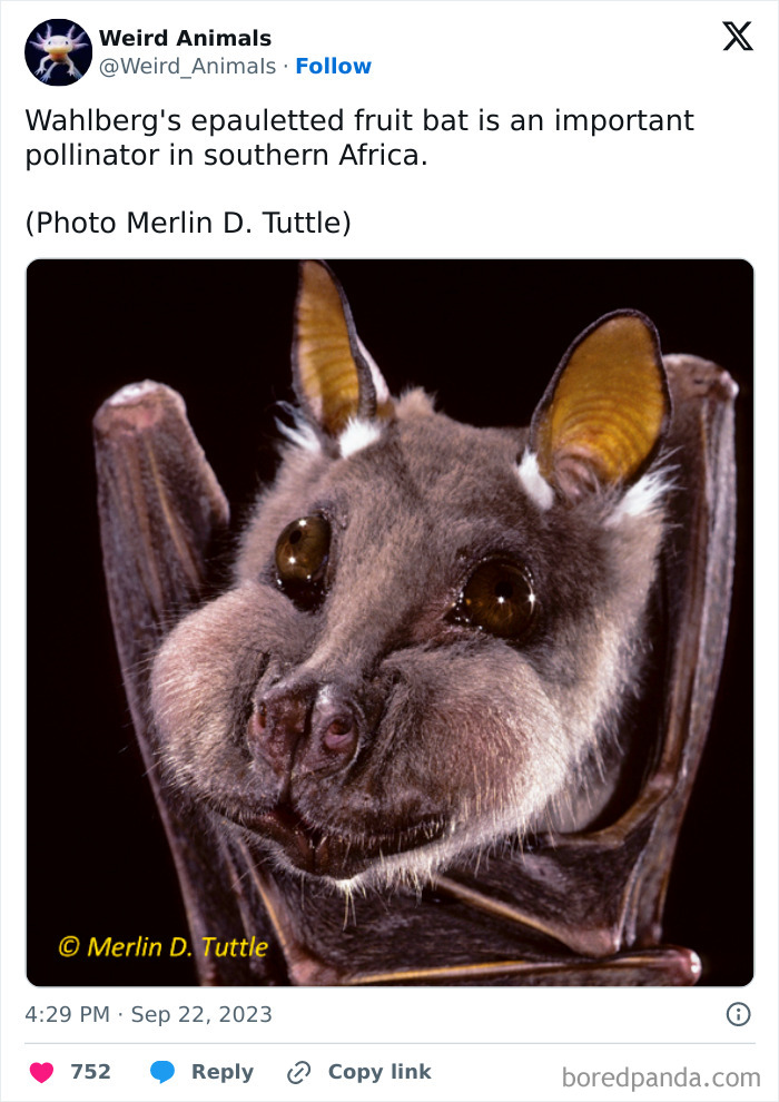 Wait Till You See These Crazy Creatures You've Never Heard Of!