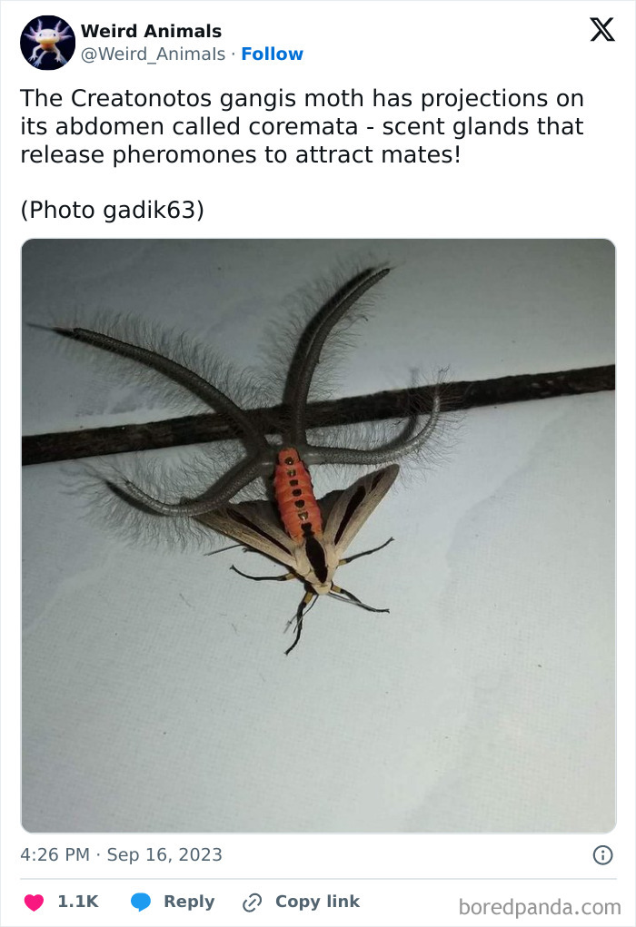 Wait Till You See These Crazy Creatures You've Never Heard Of!