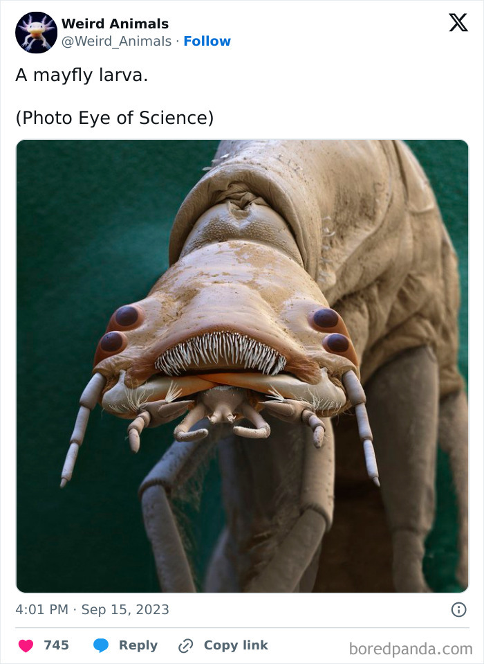 Wait Till You See These Crazy Creatures You've Never Heard Of!
