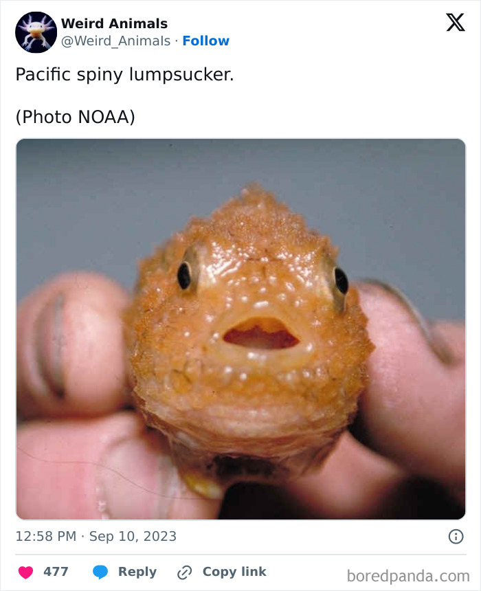 Wait Till You See These Crazy Creatures You've Never Heard Of!