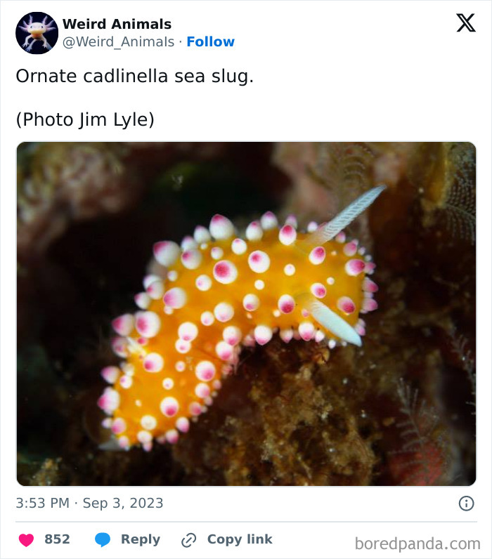 Wait Till You See These Crazy Creatures You've Never Heard Of!
