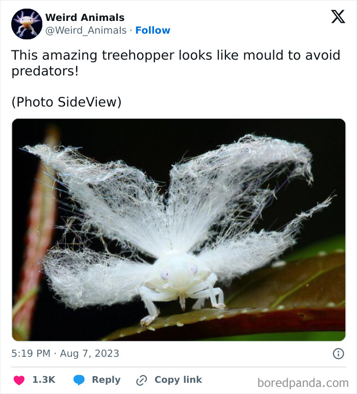 Wait Till You See These Crazy Creatures You've Never Heard Of!