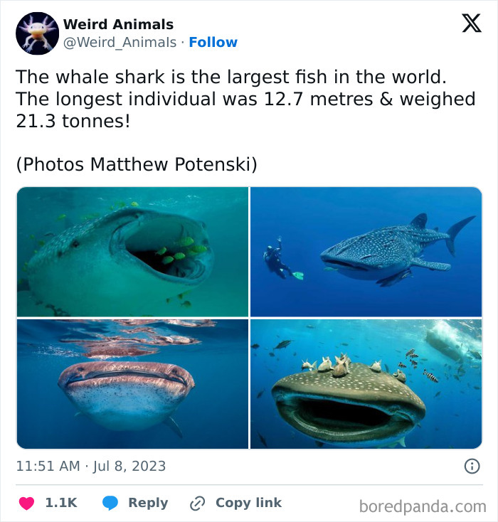Wait Till You See These Crazy Creatures You've Never Heard Of!