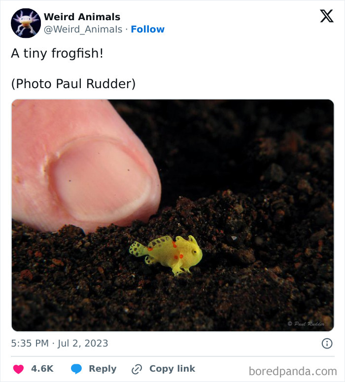 Wait Till You See These Crazy Creatures You've Never Heard Of!