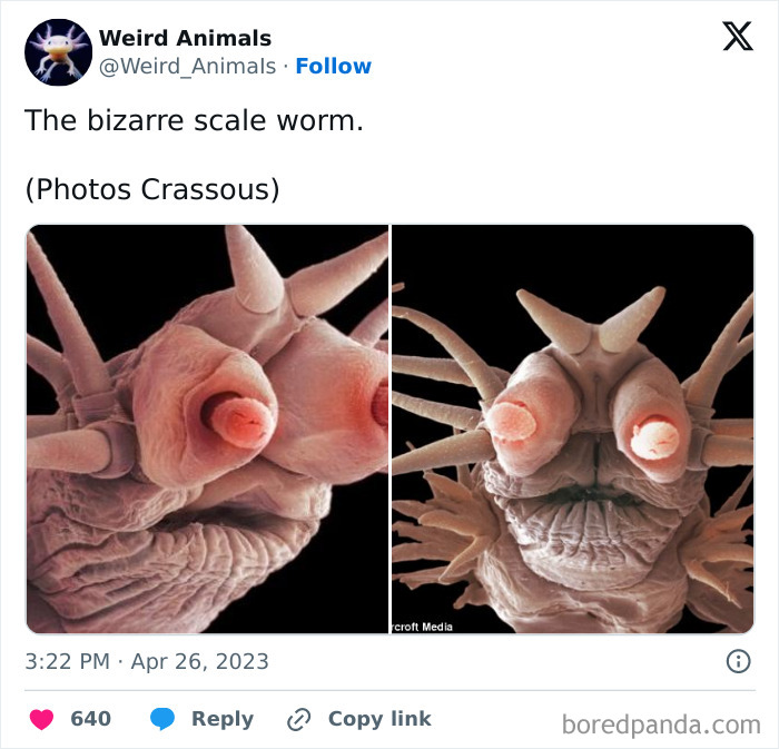 Wait Till You See These Crazy Creatures You've Never Heard Of!