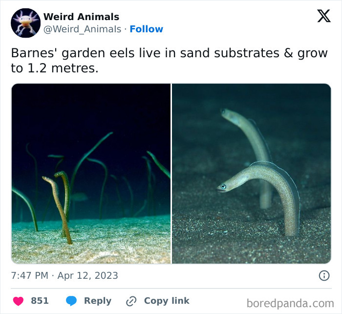 Wait Till You See These Crazy Creatures You've Never Heard Of!
