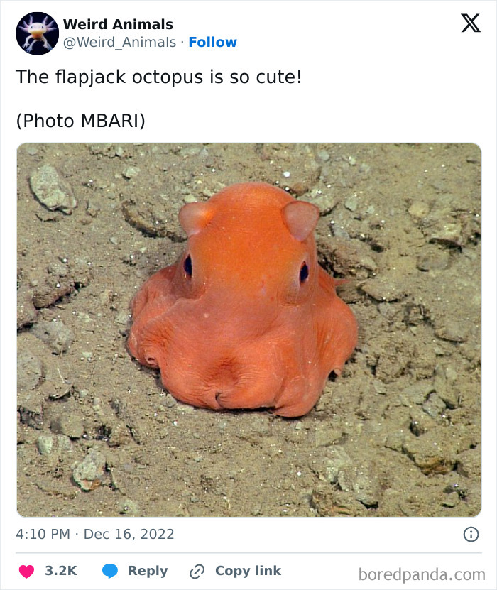 Wait Till You See These Crazy Creatures You've Never Heard Of!