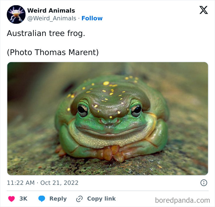 Wait Till You See These Crazy Creatures You've Never Heard Of!