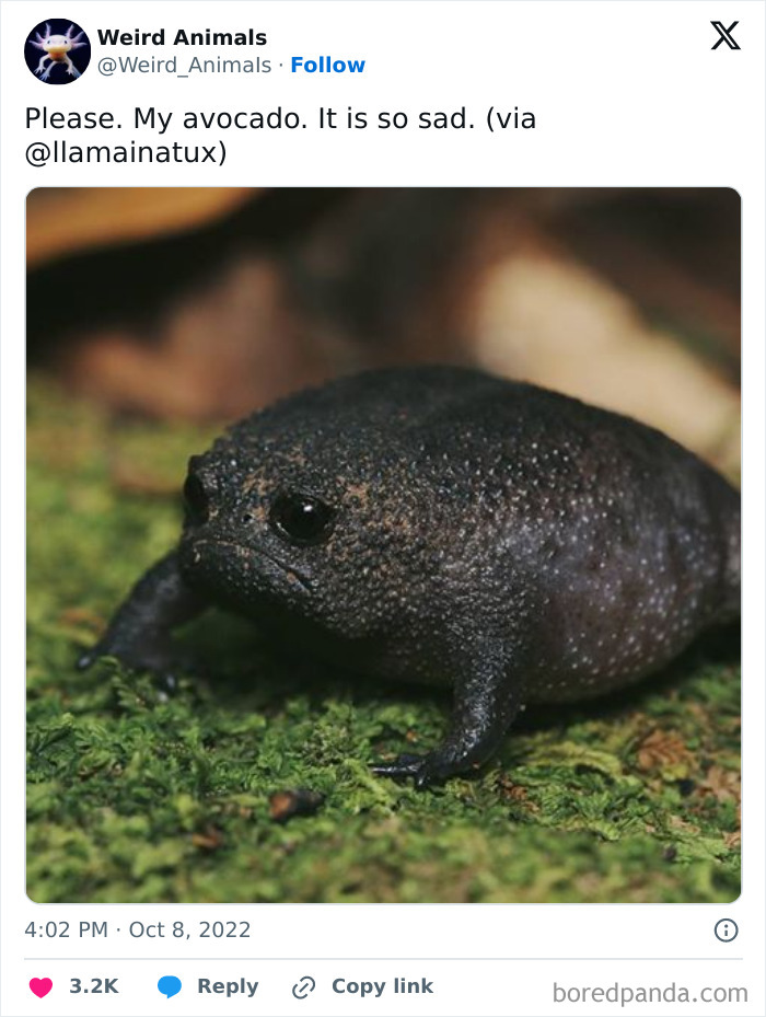 Wait Till You See These Crazy Creatures You've Never Heard Of!