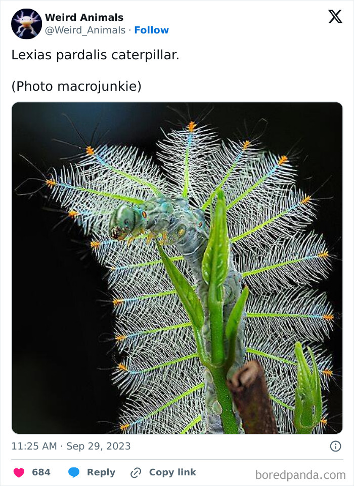 Wait Till You See These Crazy Creatures You've Never Heard Of!