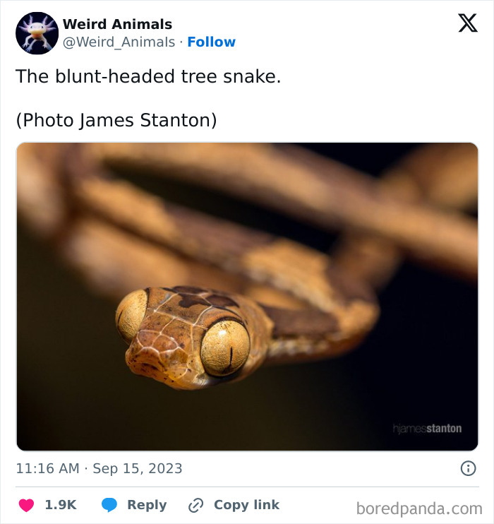 Wait Till You See These Crazy Creatures You've Never Heard Of!
