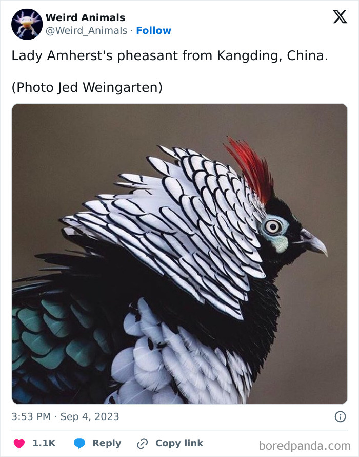 Wait Till You See These Crazy Creatures You've Never Heard Of!